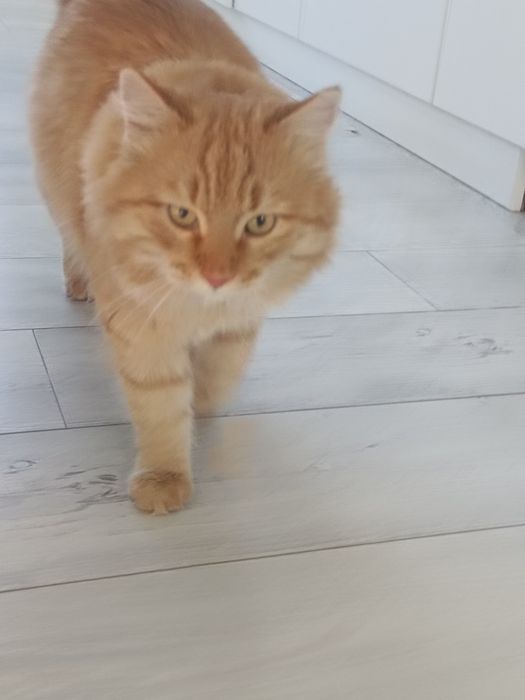 Пропал рыжий Кот!