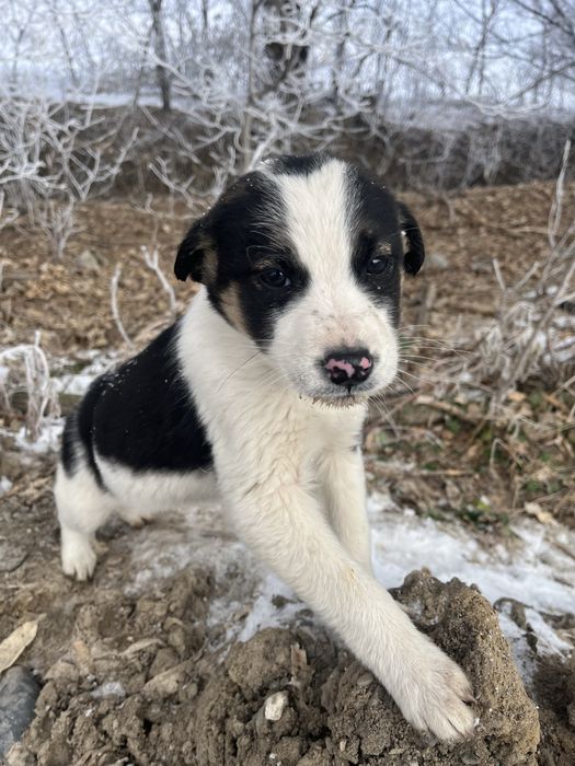 Отдам щенков в добрые руки