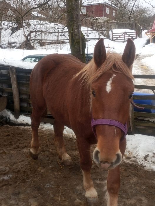 Cai de vânzare  manze