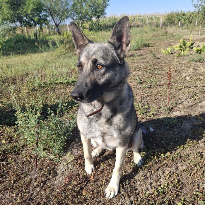 Doi câini inteligenți și blânzi își caută o familie iubitoare!