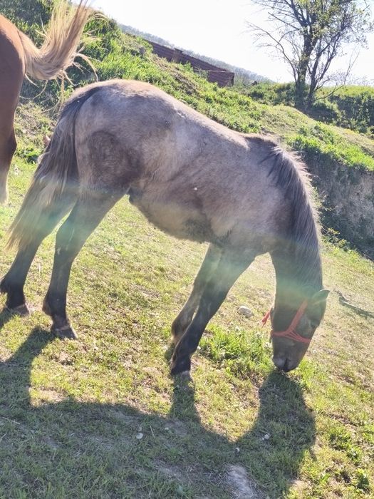 Vând o mânză și un mânz