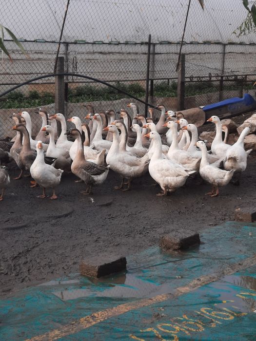 Vând ouă de găscă pentru incubat