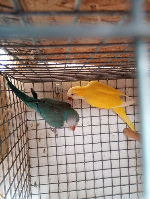 Papagali călugări,micul alex,ninfe,perusi și zebre australiene austral