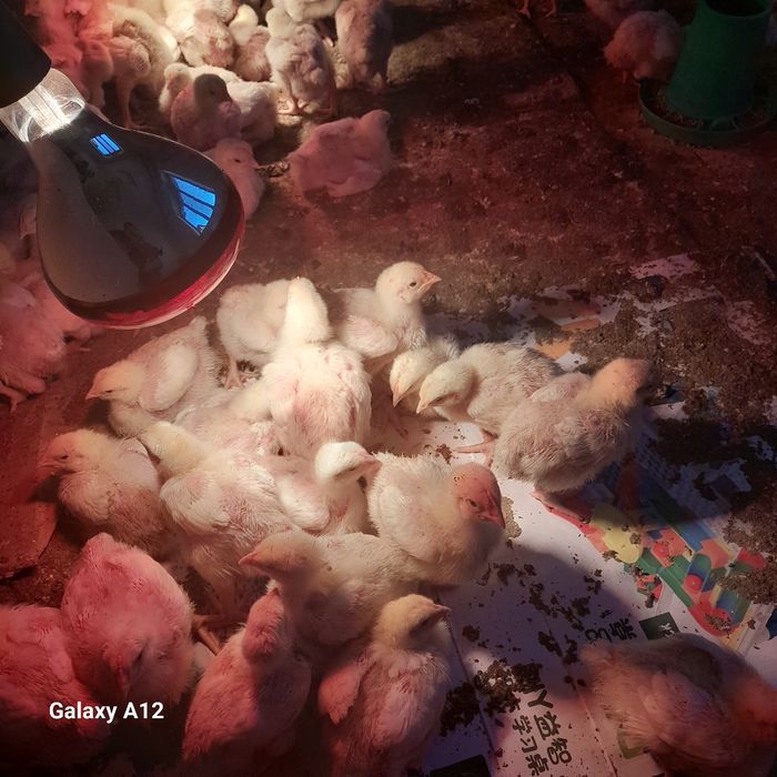 Бройлер кооб 500