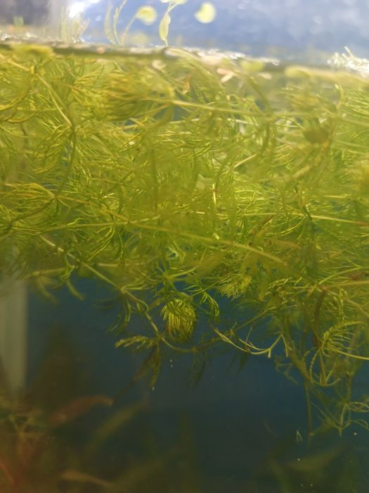 Аквариумные растения