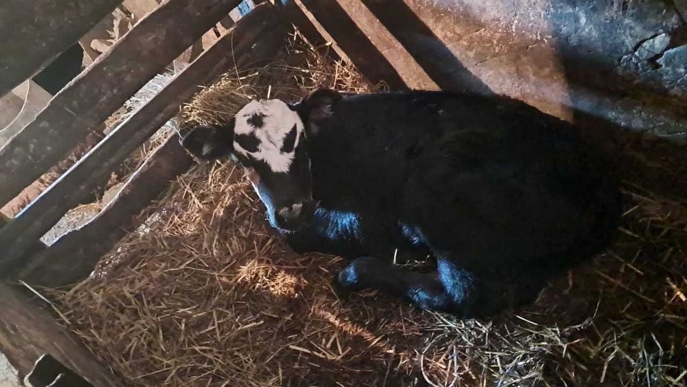 Продам телочку недорого