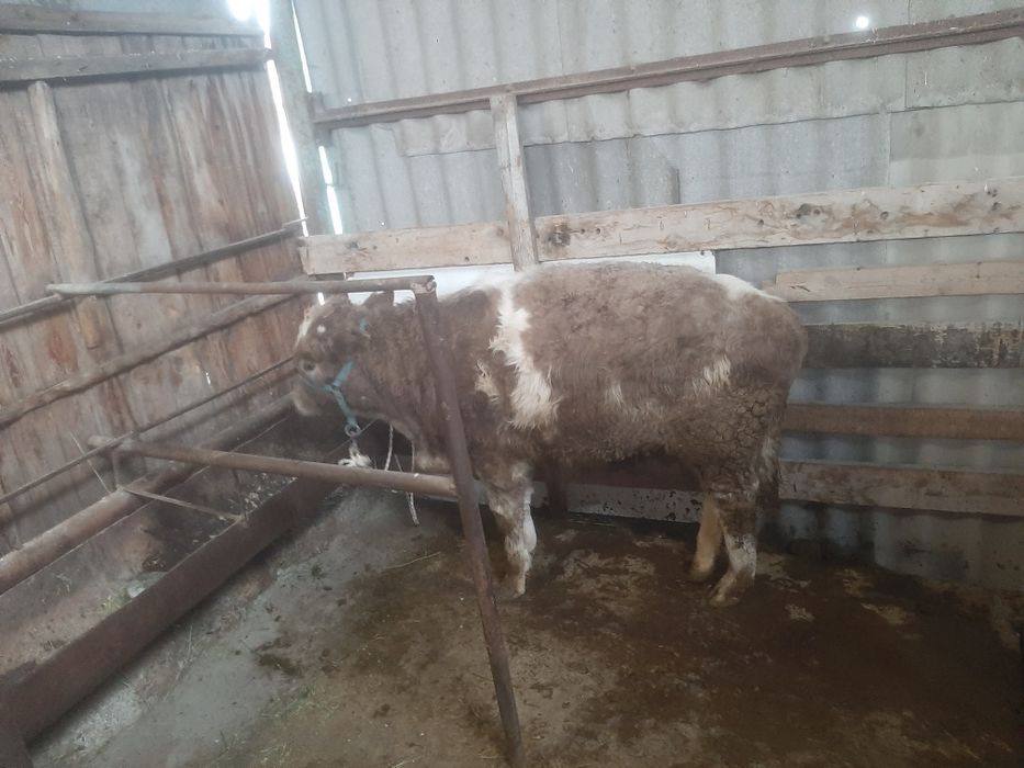 Продам пыков хорошой породы