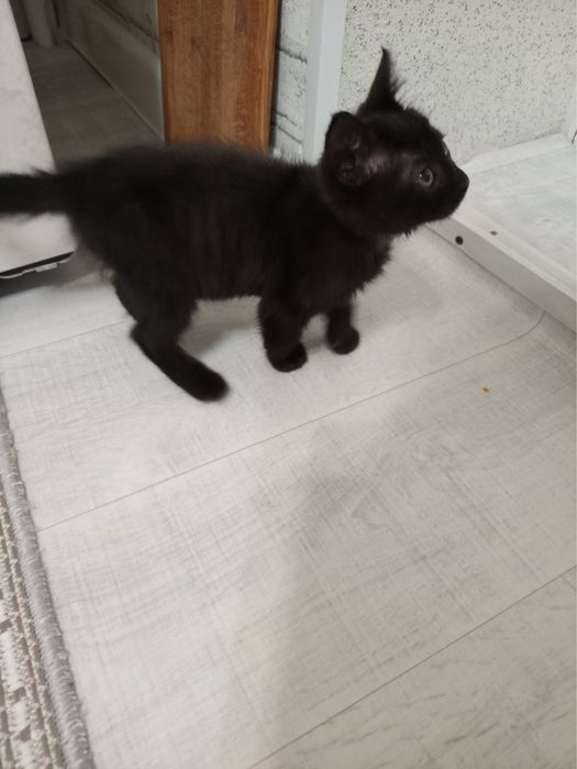 Отдам кошку бесплатно