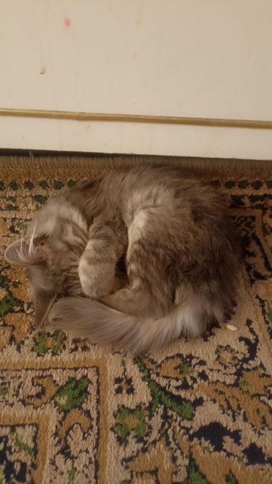 Игривая кошечка в добрые руки