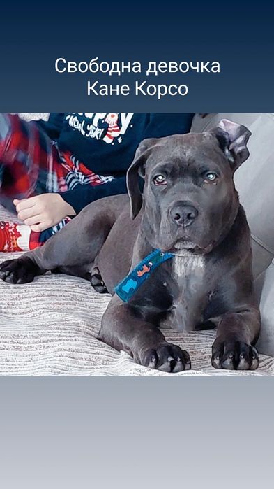 Кане Корсо  Итальянской мастиф