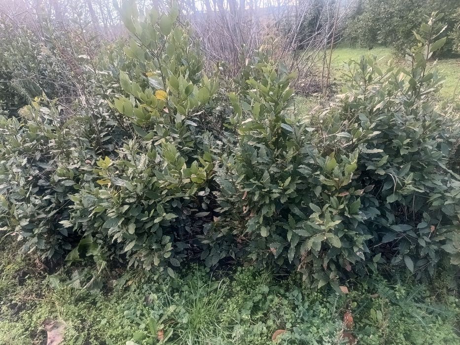 Фиданки дафинов лист на най-ниски цени