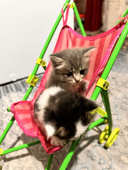 Милые котята ищут дом