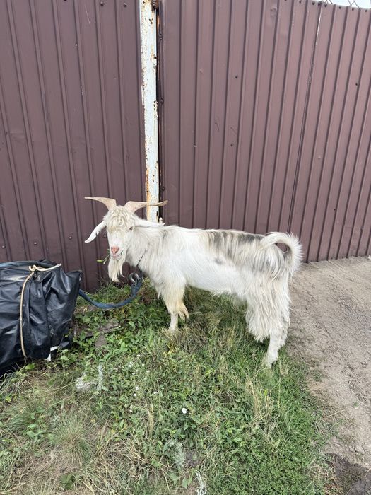 Продам козла