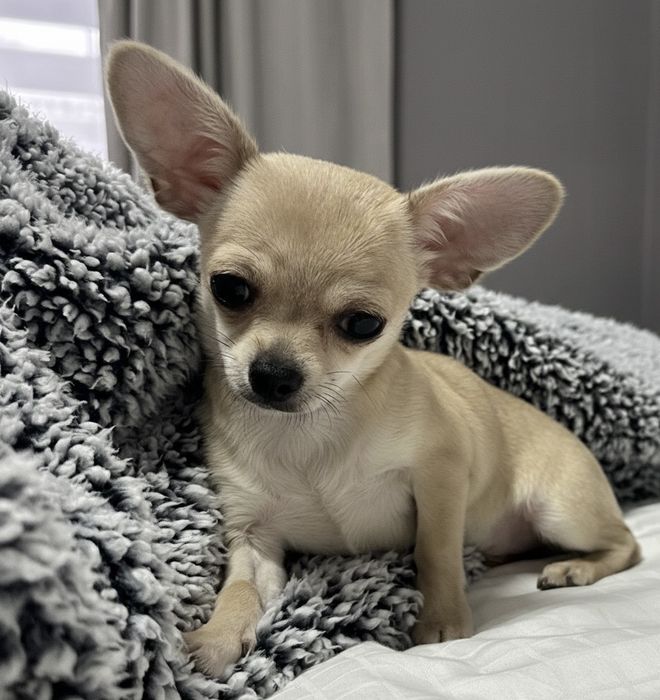 Топ Мини Чихуахуа Момиченце