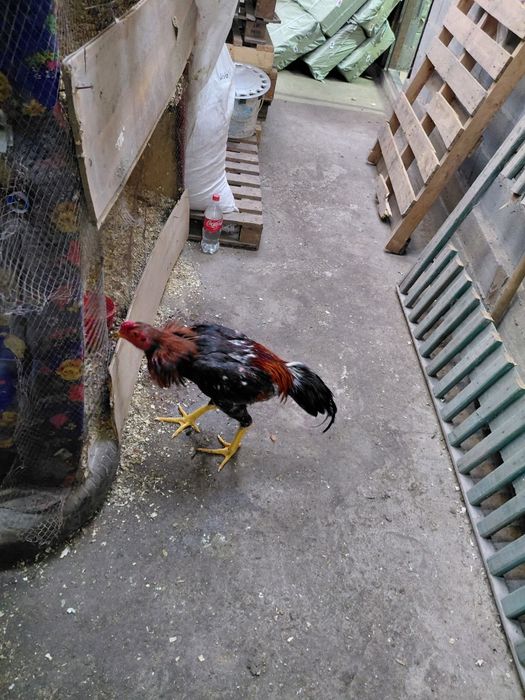 Дакан дакан дакан