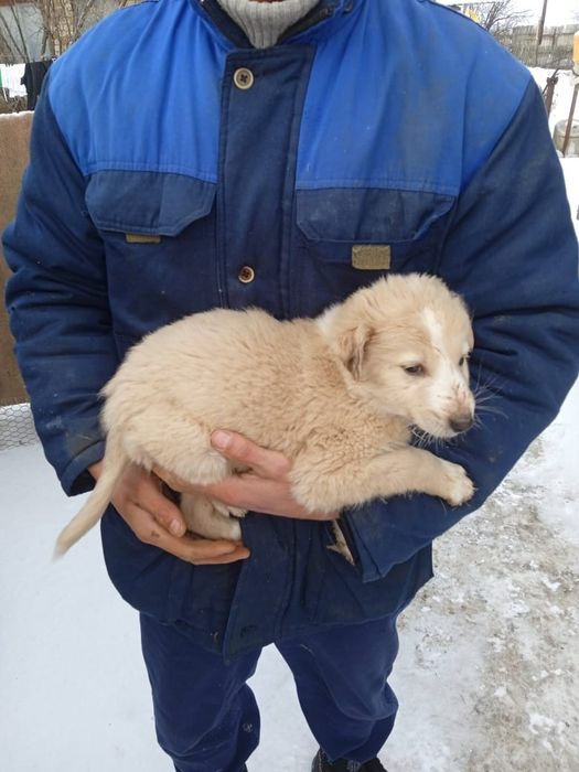 Отдам щенка полигарской борзой