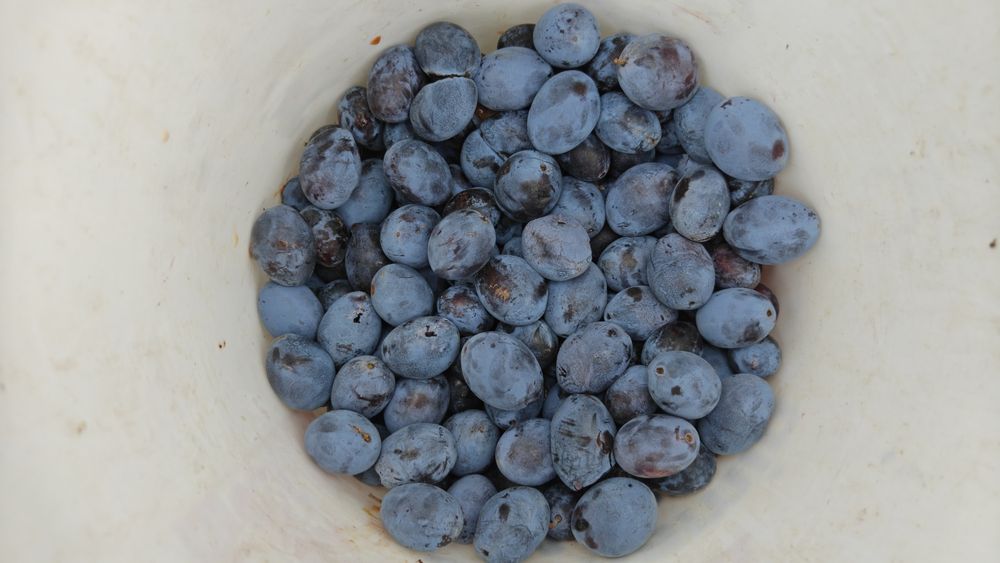 Prune , Vedea- Argeș