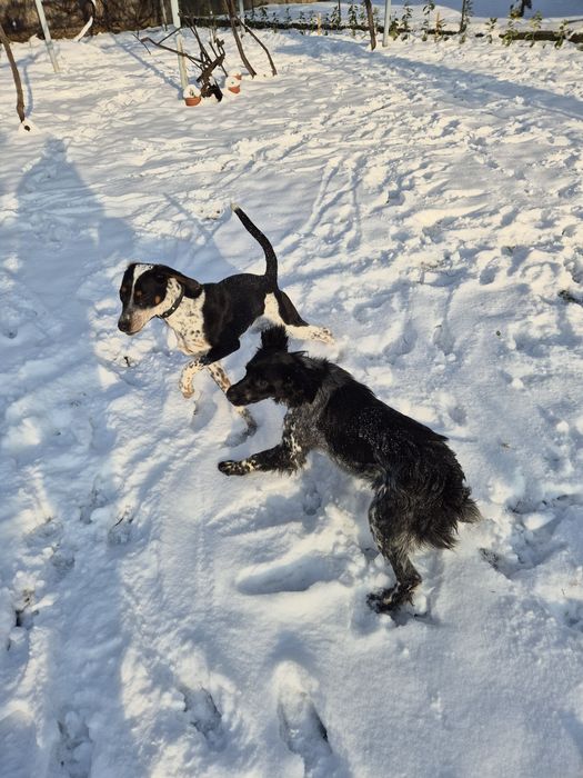 Женски ловни кучета
