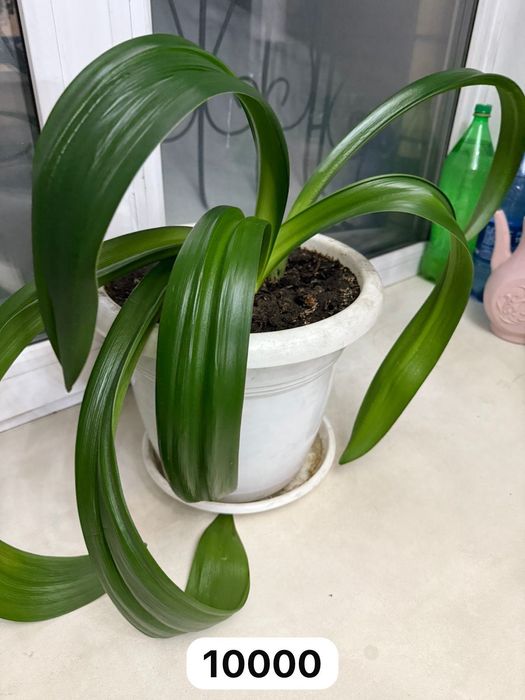 Продам комнатные цветы