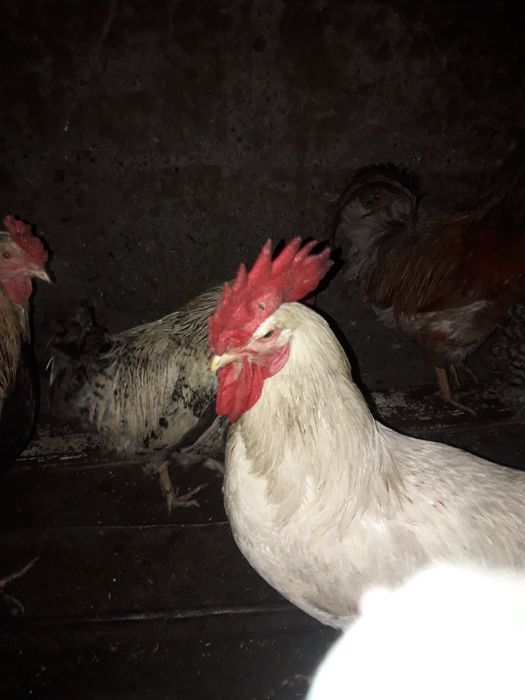 Продам петух домашние