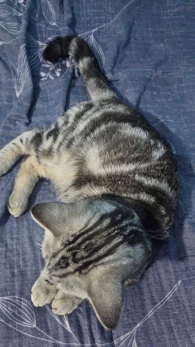 Шотландская прямоухая кошка