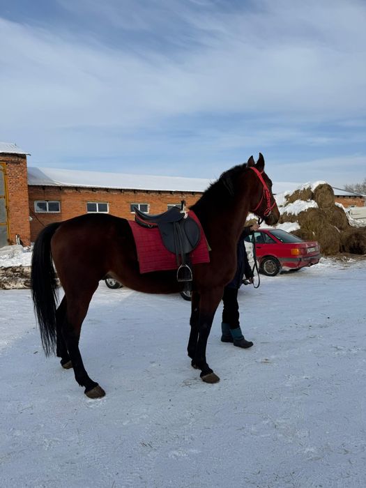 Продаетца американский рысак