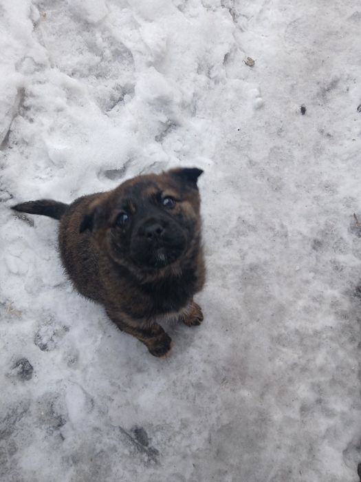 щенок кане-корсо,восточник