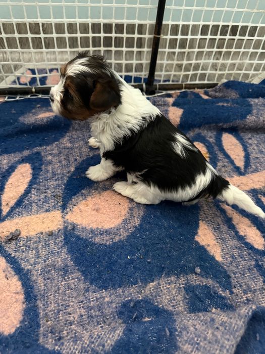 Бивер йоркширски териер