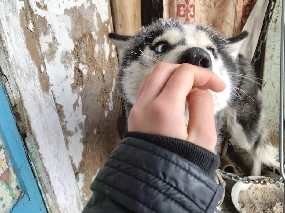 Продам хаски срочно