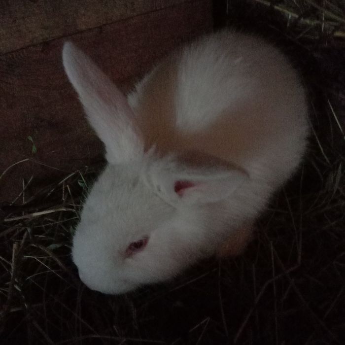 Крольчата месясные