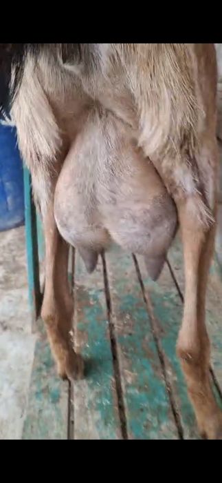 Сүтті парода ешкілер