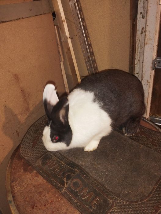 Iepuri hycole francez masculii