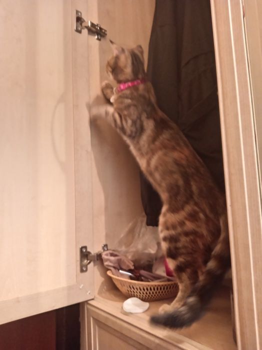 Породистая кошка