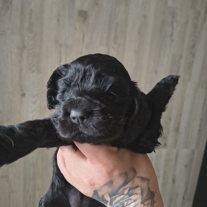 Майте животни @@@@