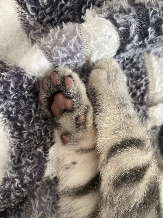 Ищем семью для милого котенка
