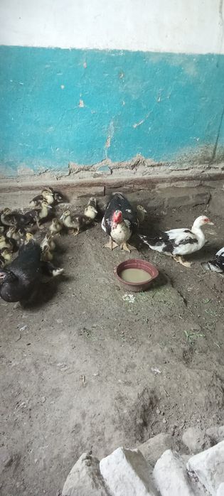 Indautka joʻjalari sotiladi