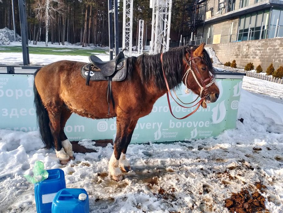 Продам лошадь!!!