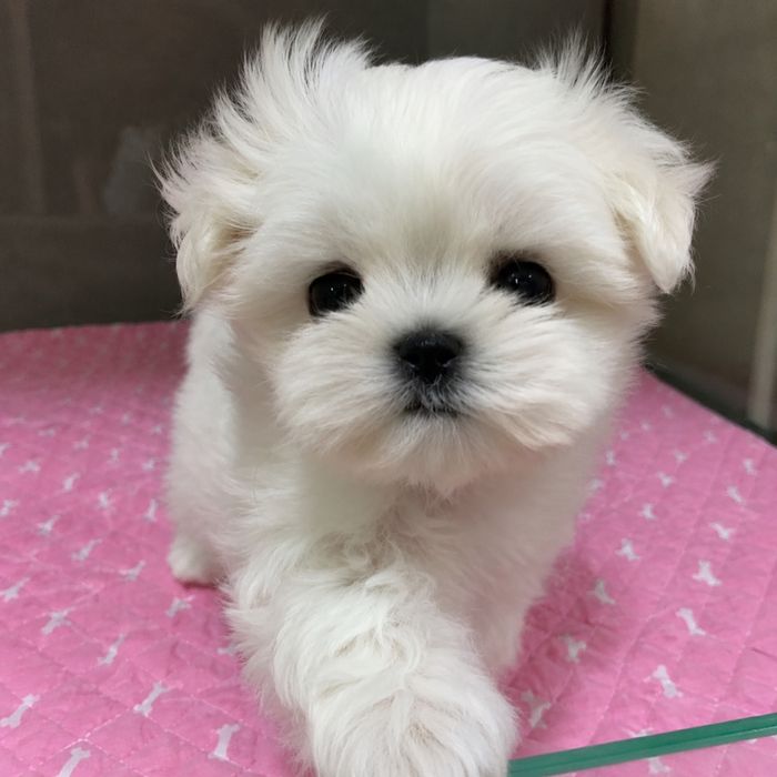 Bichon maltez mini toy