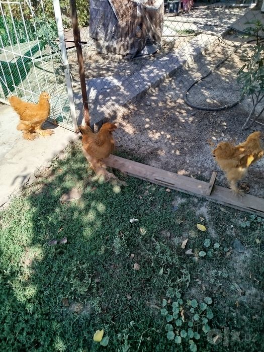 Продажа цыплята брама 3 месяца