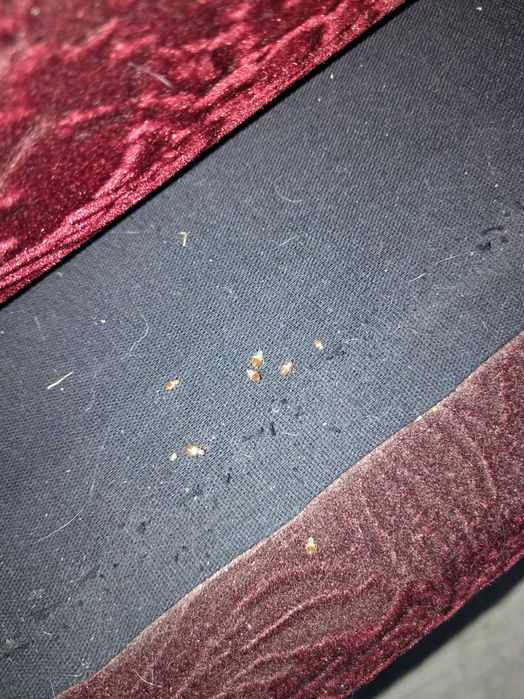 Дезинсекция , дератизация