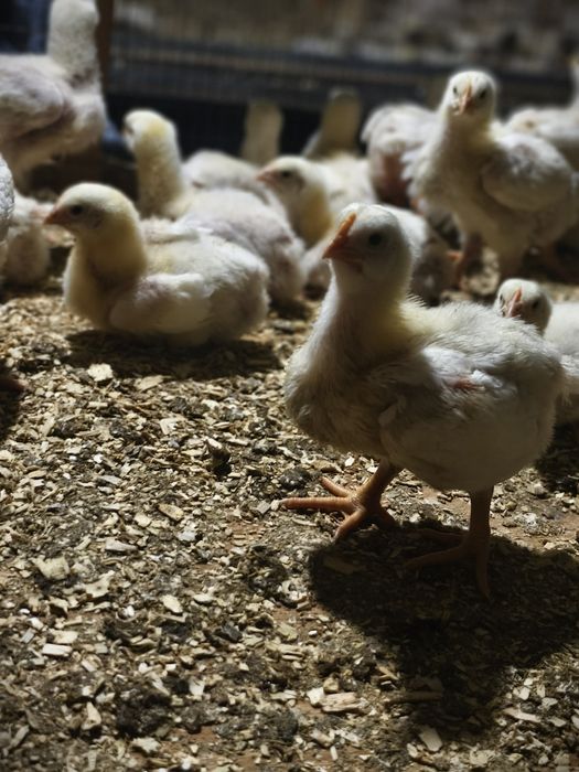 Цыплята бройлера