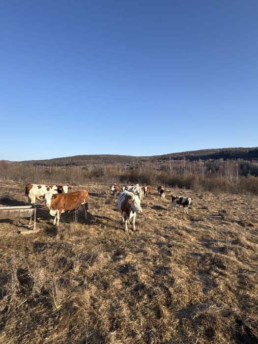 Vand vaci,vitele,taurasi