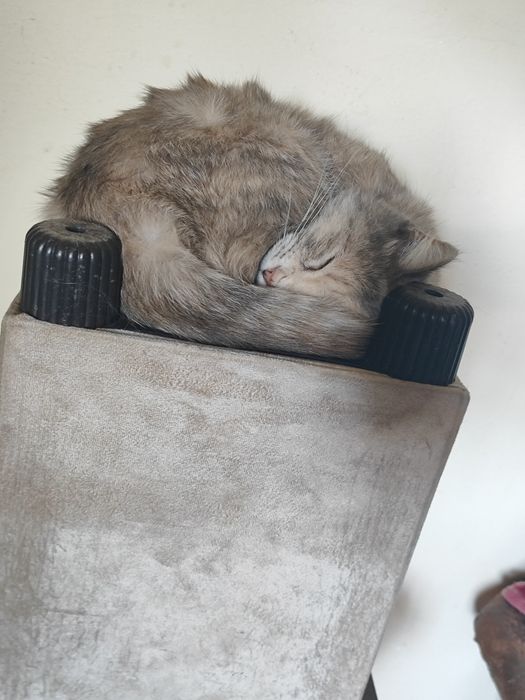 мушук ургочи, пародаси чачишган скотиш