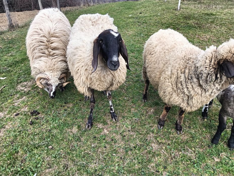 Vând 2 oi un și un berbec