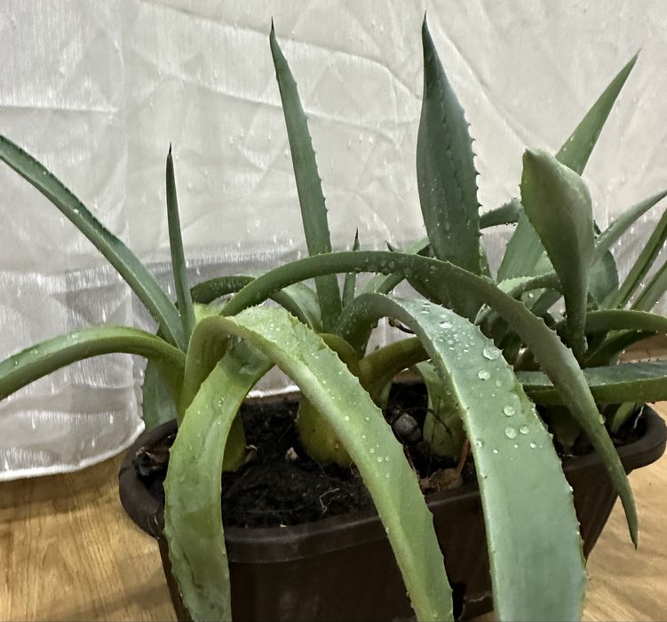 Plante aloe vera 6 bucati