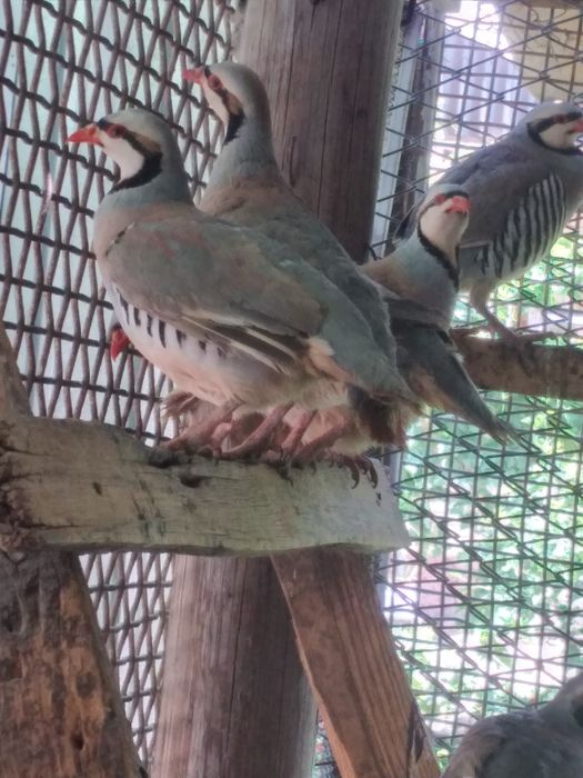 Кеклик  иранский линии