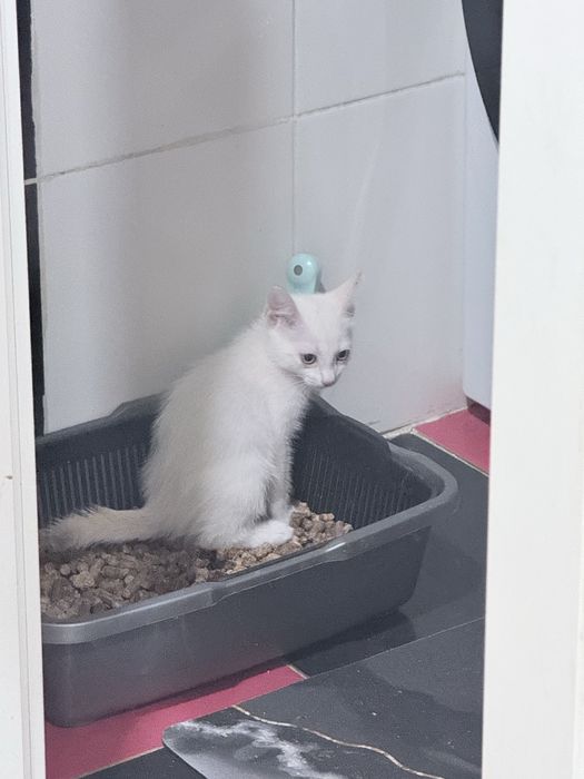 Отдам котенка в добрые руки