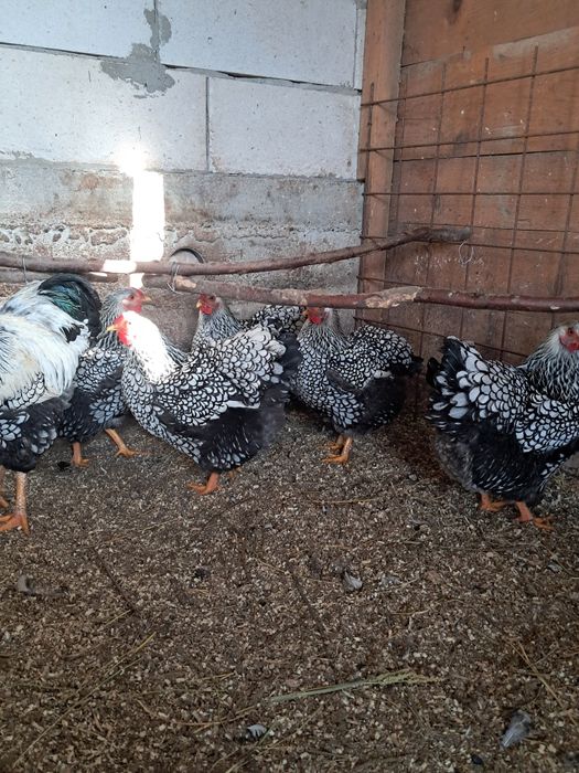 Ouă wiandott argintiu incubat