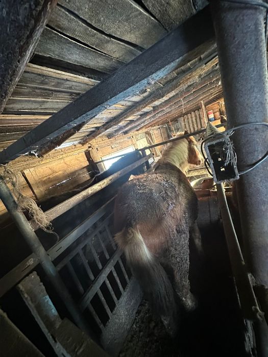 Согым жырный