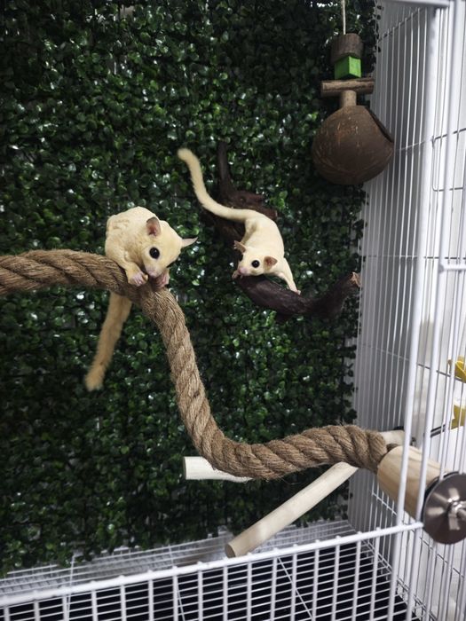 Сахарная сумчатая летяга